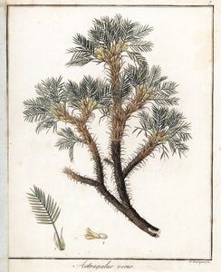 True Astragalus. Lithograph by F. Guimpel, extracted from medical botany by Friedrich Gottlob Haynes by Unbekannter Künstler