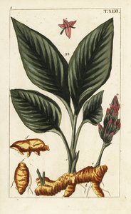 Turmeric, Curcuma longa.
