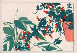 Firecracker vine and arrowroot. Handcoloured woodblock print from Konan Tanigami
