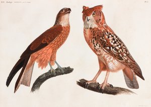 Two Color Illustrations of Birds