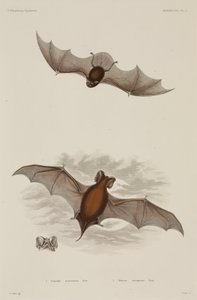 Two types of bat by Unbekannter Künstler