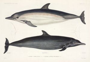 Two Types of Dolphin