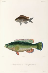 Two Types of Fish, Black Sea by Unbekannter Künstler