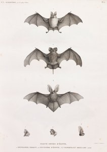 Types of Bats in Egypt