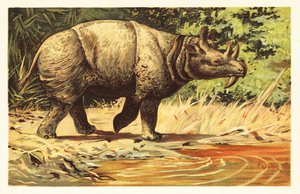Uintatherium Anceps, Extinct Herbivorous Mammal of the Eocene 1908