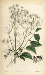 Upright virgins bower, Clematis recta. Handcoloured lithograph by Henry Sowerby from Edward Hamilton