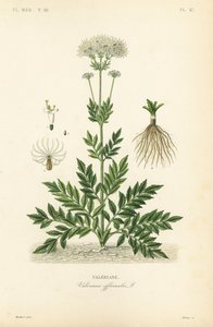 Valerian