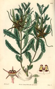 Variete by Brachystelma (Brachystelma Crispum)