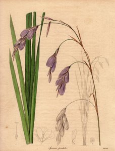 Variety of Iris (Sparaxis pendula), Illustration by R. Mills by Unbekannter Künstler