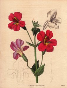 Variety of mimulus (Mimulus roseo cardinalis). Hodson hybrid variety, called monkey flower or musk flower. Illustration by Augusta Innes Withers