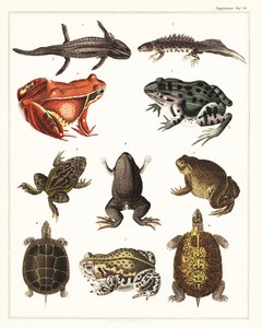 Varieties of amphibians, frogs and turtles (1841) by Unbekannter Künstler
