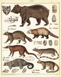 Varieties of Bears (lithograph)