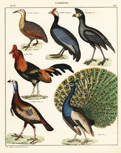 Varieties of Birds, 1841 (lithograph) by Unbekannter Künstler