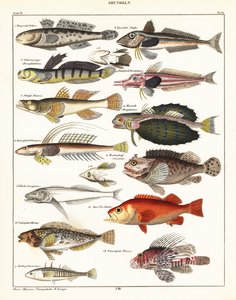 Varieties of Fish (lithograph) by Unbekannter Künstler