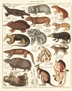 Varieties of Marsupials (lithograph) by Unbekannter Künstler