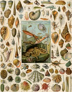 Varieties of Molluscs by Unbekannter Künstler