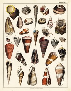 Varieties of shells, molluscs by Unbekannter Künstler