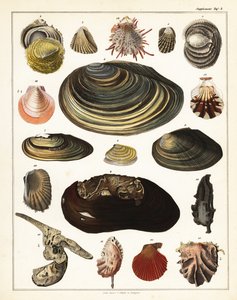 Varieties of Shells, Molluscs (lithograph)