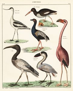 Varieties of Wading Birds (lithograph)