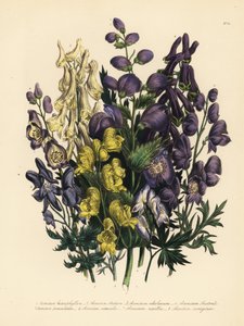 Various-leaved monkshood, yellow monkshood, pale yellow monkshood, Carpathian purple wolfsbane, panicled monkshood, common monkshood, and variegated monkshood by Unbekannter Künstler