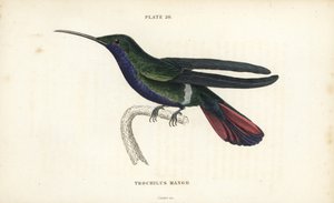 Veraguan mango, Anthracothorax veraguensis (Mango hummingbird, Trochilus mango). Handcoloured steel engraving from Sir William Jardine
