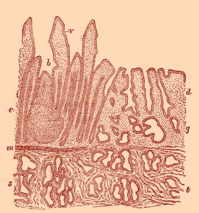 Vertical section of the mucous membrane