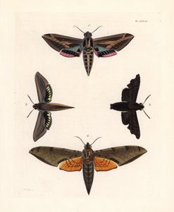 Vine sphinx moth, mournful sphinx, tersa sphinx, and streaked sphinx by Unbekannter Künstler