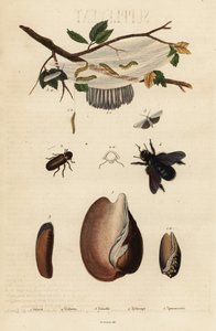 Volute, Beetle, Carpenter Bee and Moth