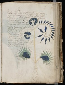 Voynich Manuscript folio 56r, c.1500 by Unbekannt