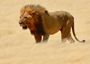 Warrior, Etosha, 2018