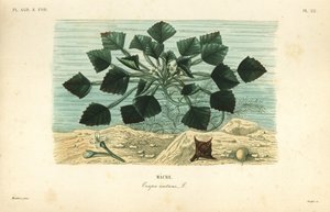 Water caltrop or buffalo nut, Trapa natans by Unbekannt