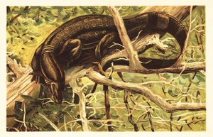 Water Monitor Lizard by Unbekannter Künstler