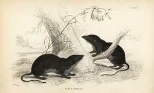 Water Shrew, Neomys Fodiens by Unbekannter Künstler