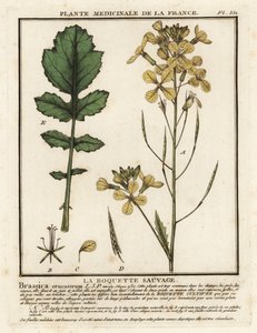 Watercress-leaved rocket, Erucastrum nasturtiifolium