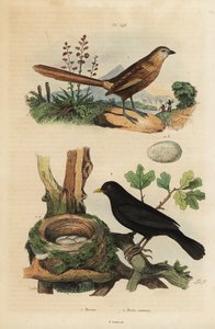 Western grasswren and common blackbird with nest and eggs