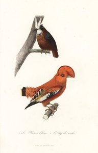 White-plumed antbird and Guianan cock-of-the-rock