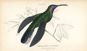 White-tailed sabrewing, Campylopterus ensipennis (Blue-throated sabrewing, Trochilus latipennis). Handcoloured steel engraving from Sir William Jardine