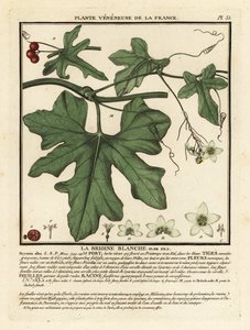 White bryony, Bryonia alba by Unbekannter Künstler