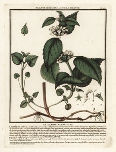 White nettle, Lamium album