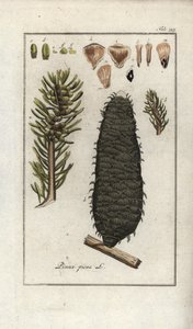 White or Pectin or Vosges Fir, Abies alba