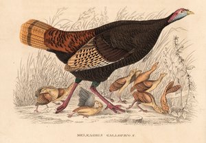 Wild turkey, Meleagris gallopavo, hen with poults. Handcoloured lithograph from Georg Friedrich Treitschke