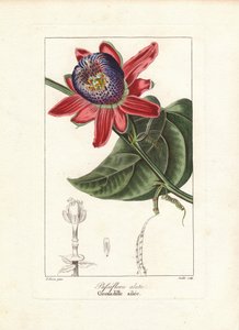 Winged-Stem Passion Flower, Native to Brazil