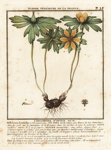 Winter aconite, Eranthis hyemalis