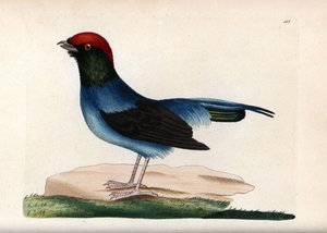 Wonderful manakin