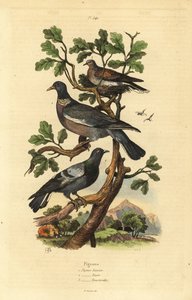 Wood Pigeon, Columba Palumbus, Common Pigeon, Columba Livia, and Turtle Dove, Streptopelia Risoria
