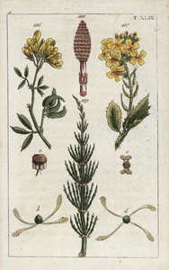 Yellow Alfalfa, Medicago falcata, Wild Radish, Raphanus raphnistrum, and Field Horsetail, Equisetum arvense