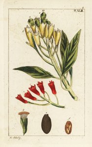 Yellow and red clove spice, Syzygium aromaticum