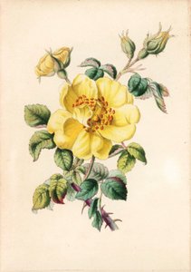 Yellow bramble rose