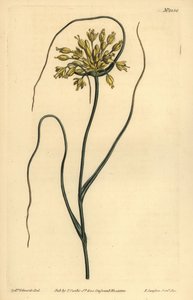 Yellow garlic