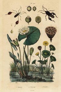 Yellow Lotus, Nelumbo Lutea 1, Leaf-Footed Bugs, Anisoscelis Foliaceus 2 and Anoplocnemis Curvipes 3, and White Water Lily, Nymphaea Alba 4